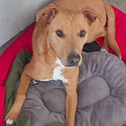 Rio participe au concours pour gagner de l'argent avec cette photo : dog, pet_bed, blanket, indoor, floor, tile_floor, brown_dog, white_markings, relaxed, animal, canine, paw, resting, looking, curious, cozy, domestic, companion, furniture, home