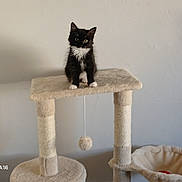 Câline participe au concours pour gagner de l'argent avec cette photo : kitten, cat, cat_tree, black_and_white, pet, indoor, animal, feline, fur, play_toy, perched, curious, young_cat, household, cozy, pet_accessory, domestic, small_animal, looking, sitting