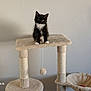 kitten, cat, cat_tree, black_and_white, pet, indoor, animal, feline, fur, play_toy, perched, curious, young_cat, household, cozy, pet_accessory, domestic, small_animal, looking, sitting