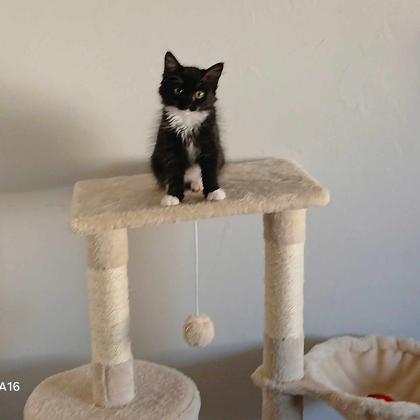 Câline participe au concours pour gagner de l'argent avec cette photo : animal, black_and_white, cat, cat_tree, cozy, curious, domestic, feline, fur, household, indoor, kitten, looking, perched, pet, pet_accessory, play_toy, sitting, small_animal, young_cat
