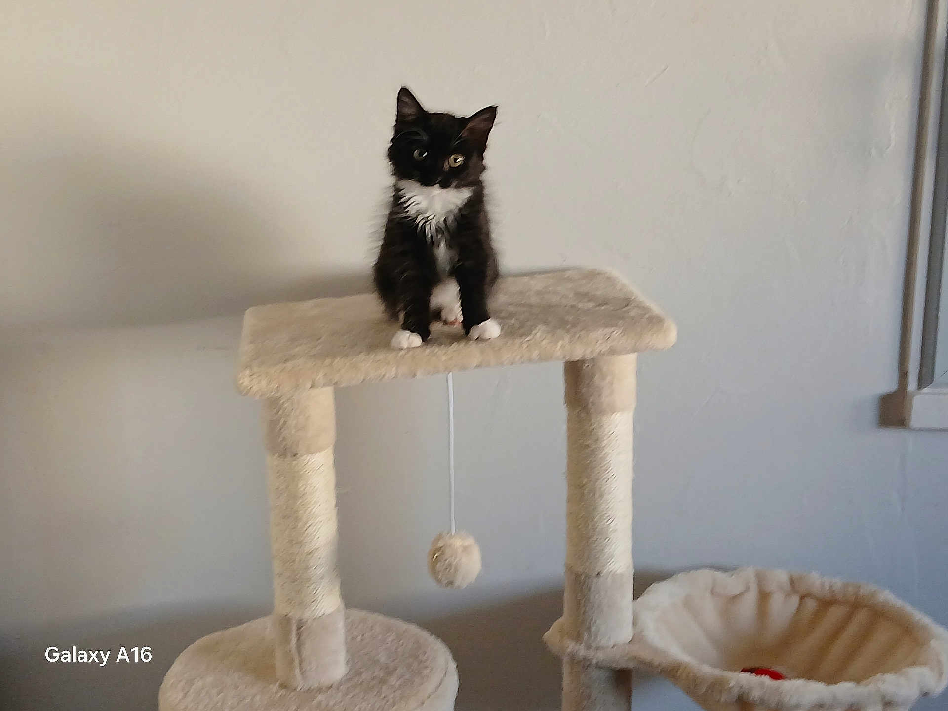 Câline participe au concours pour gagner de l'argent avec cette photo : kitten, cat, cat_tree, black_and_white, pet, indoor, animal, feline, fur, play_toy, perched, curious, young_cat, household, cozy, pet_accessory, domestic, small_animal, looking, sitting