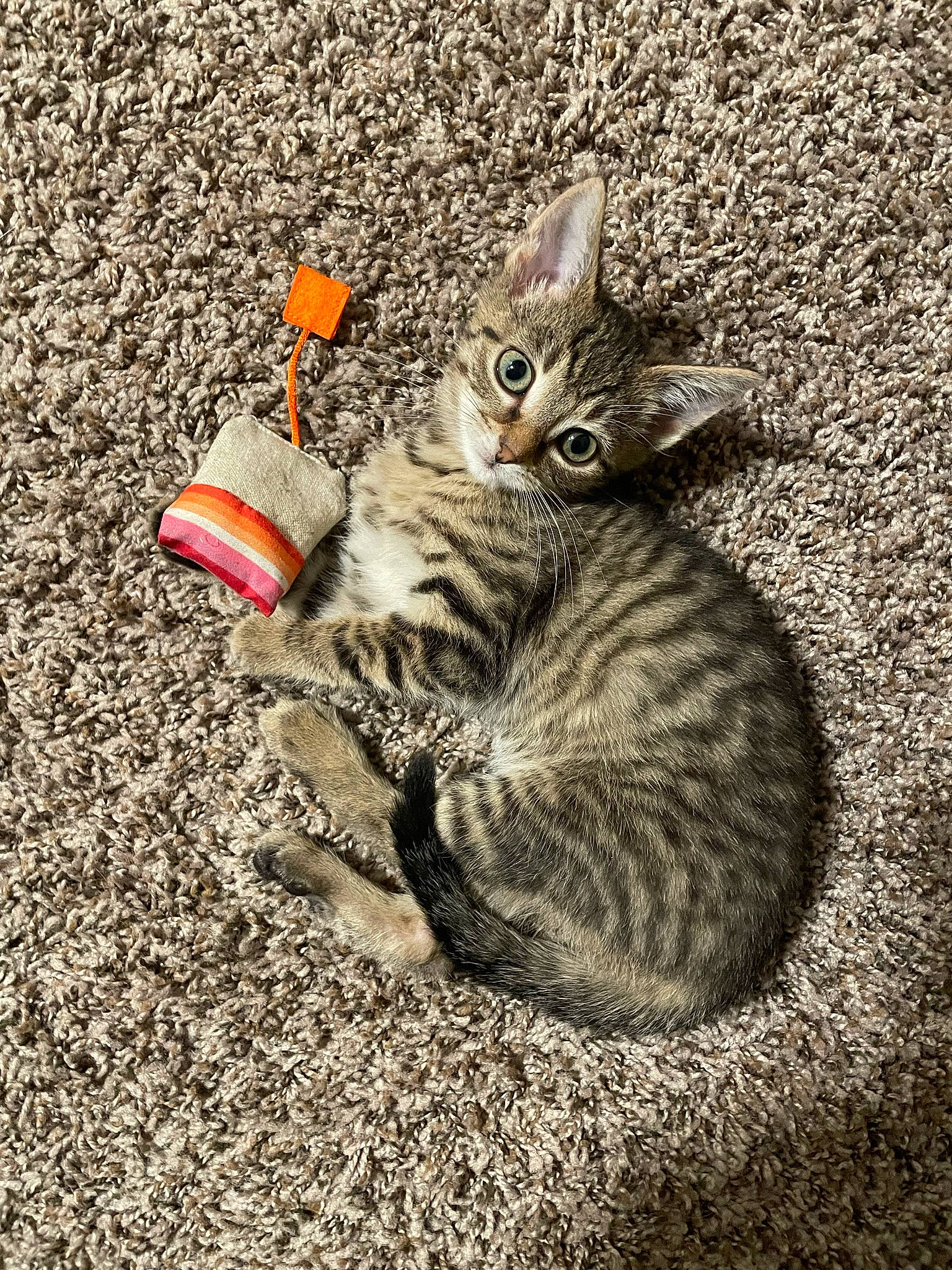 Gravy is registered to the contest to win money with this photo: carnivore, cat, cat_toy, claw, domestic_short_haired_cat, felidae, foot, fur, grass, paw, road_surface, sand, sitting, small_to_medium_sized_cats, snout, soil, tail, terrestrial_animal, whiskers, wildlife