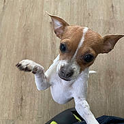 Bella joined the competition — help win amazing prizes! dog, puppy, small_dog, brown_and_white, wooden_floor, paw, jumping, looking_up, curious, cute, pet, animal, indoor, close_up, ears_up, short_hair, playful, adorable, canine, friendly