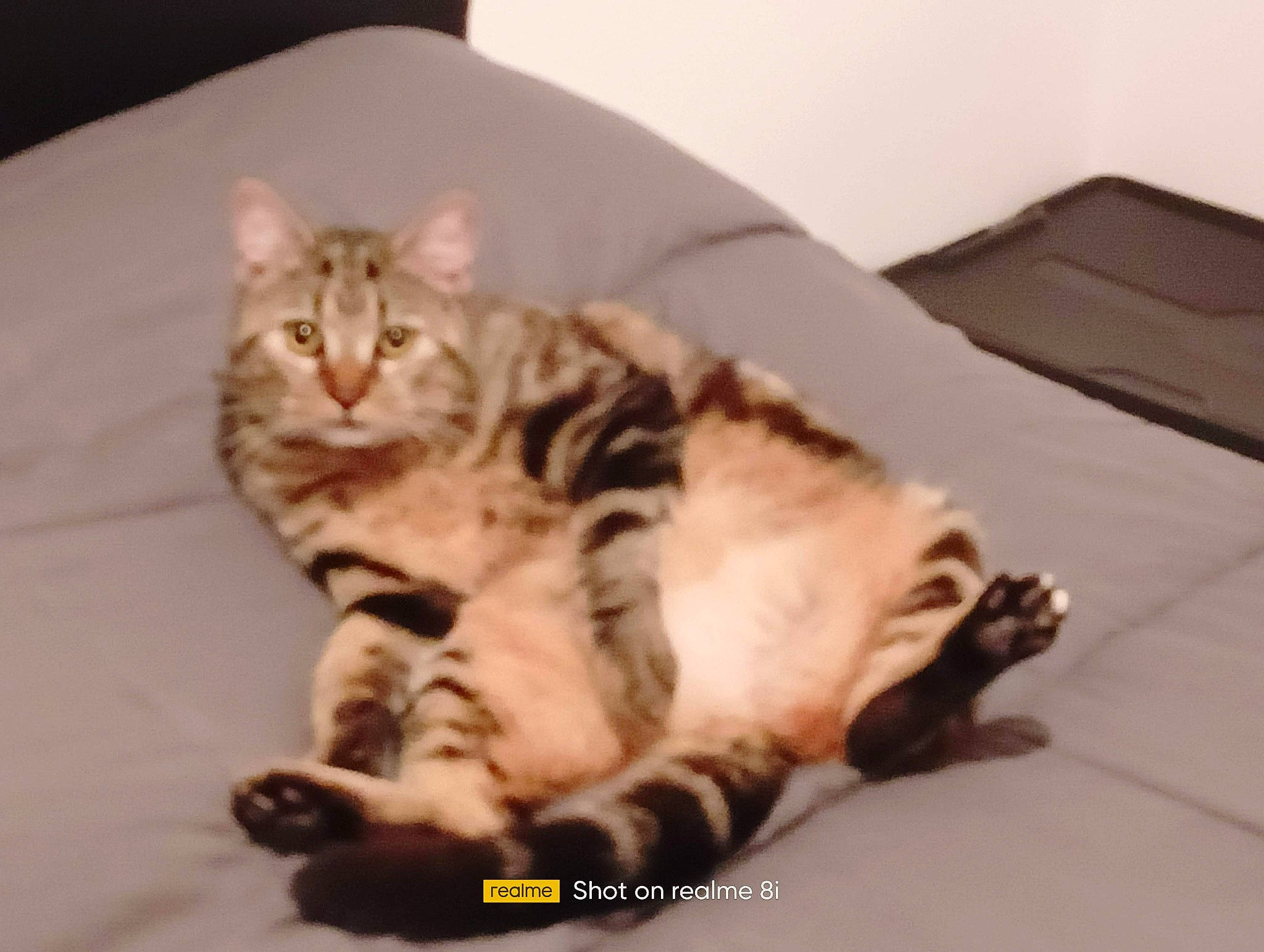 Ulka a rejoint le concours — aidez-le/la à gagner de superbes lots ! bed, carnivore, cat, claw, comfort, domestic_short_haired_cat, fawn, felidae, flooring, fur, hardwood, paw, small_to_medium_sized_cats, snout, tail, terrestrial_animal, whiskers, wood