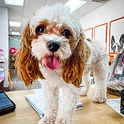 Ritz is registered to the contest to win money with this photo: dog, curly_hair, white, brown, tongue_out, table, indoor, office, wooden_surface, notebook, phone, portrait, bright_lighting, happy, pet, close_up, ears, flooring, decor, animal