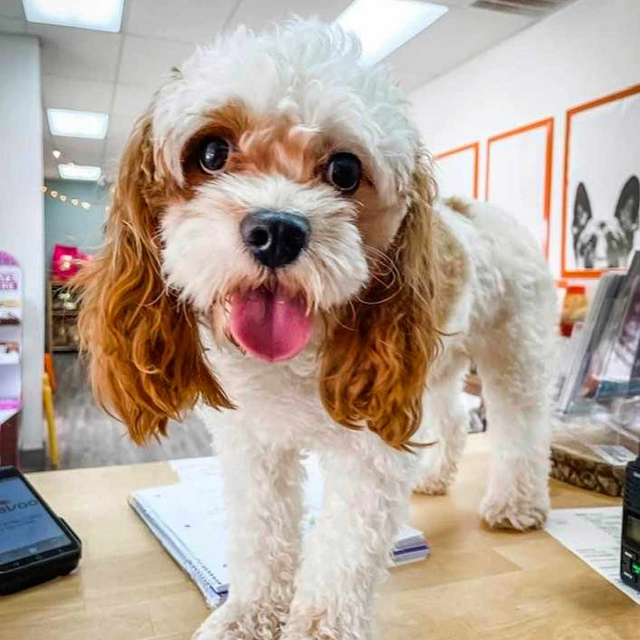 Ritz is registered to the contest to win money with this photo: animal, bright_lighting, brown, close_up, curly_hair, decor, dog, ears, flooring, happy, indoor, notebook, office, pet, phone, portrait, table, tongue_out, white, wooden_surface
