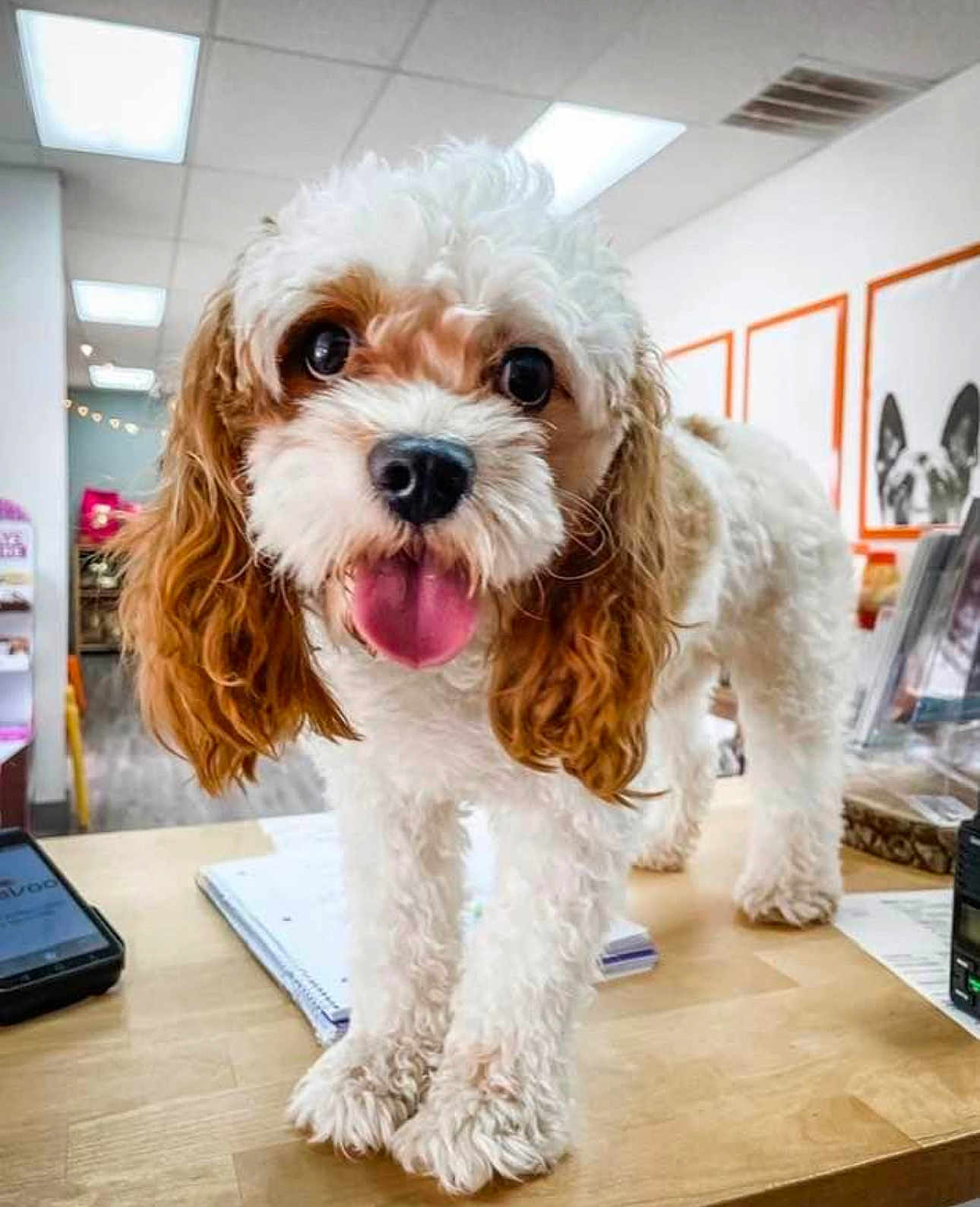 Ritz is registered to the contest to win money with this photo: dog, curly_hair, white, brown, tongue_out, table, indoor, office, wooden_surface, notebook, phone, portrait, bright_lighting, happy, pet, close_up, ears, flooring, decor, animal