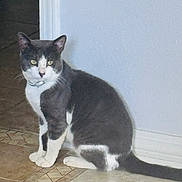 Muñeco is registered to the contest to win money with this photo: cat, gray_and_white, sitting, indoor, floor, tile, wall, pet, animal, feline, collar, looking, calm, domestic, whiskers, tail, ears, four_legs, household, cute