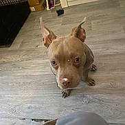 Star is registered to the contest to win money with this photo: dog, pet, indoor, floor, wooden_floor, brown_dog, ears_up, looking_up, canine, animal, curious, household, iron, boxes, crate, flooring, domestic, muzzle, paw, closeup