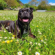 Manzana a rejoint le concours — aidez-le/la à gagner de superbes lots ! dog, black_dog, smiling, tongue_out, grass, wildflowers, daisies, yellow_flowers, meadow, outdoor, sunny, blue_sky, trees, nature, collar, happy, animal, pet, summer, field