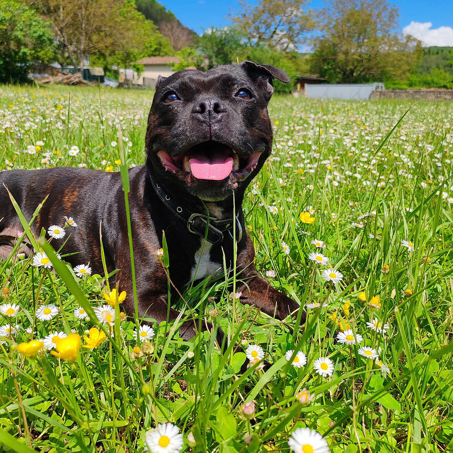 Manzana a rejoint le concours — aidez-le/la à gagner de superbes lots ! animal, black_dog, blue_sky, collar, daisies, dog, field, grass, happy, meadow, nature, outdoor, pet, smiling, summer, sunny, tongue_out, trees, wildflowers, yellow_flowers