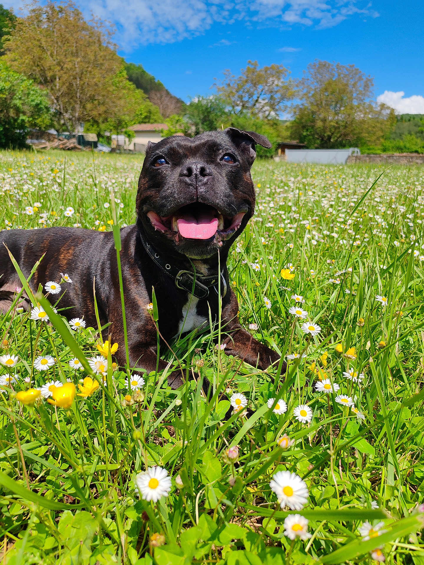 Manzana a rejoint le concours — aidez-le/la à gagner de superbes lots ! dog, black_dog, smiling, tongue_out, grass, wildflowers, daisies, yellow_flowers, meadow, outdoor, sunny, blue_sky, trees, nature, collar, happy, animal, pet, summer, field