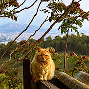 Mistigri participe au concours pour gagner de l'argent avec cette photo : cat, orange_cat, animal, outdoor, nature, tree_branches, wood, fence, leaf, greenery, mountain, sky, wildlife, portrait, sitting, fur, cute, pet, calm, sunset_light