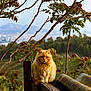 cat, orange_cat, animal, outdoor, nature, tree_branches, wood, fence, leaf, greenery, mountain, sky, wildlife, portrait, sitting, fur, cute, pet, calm, sunset_light