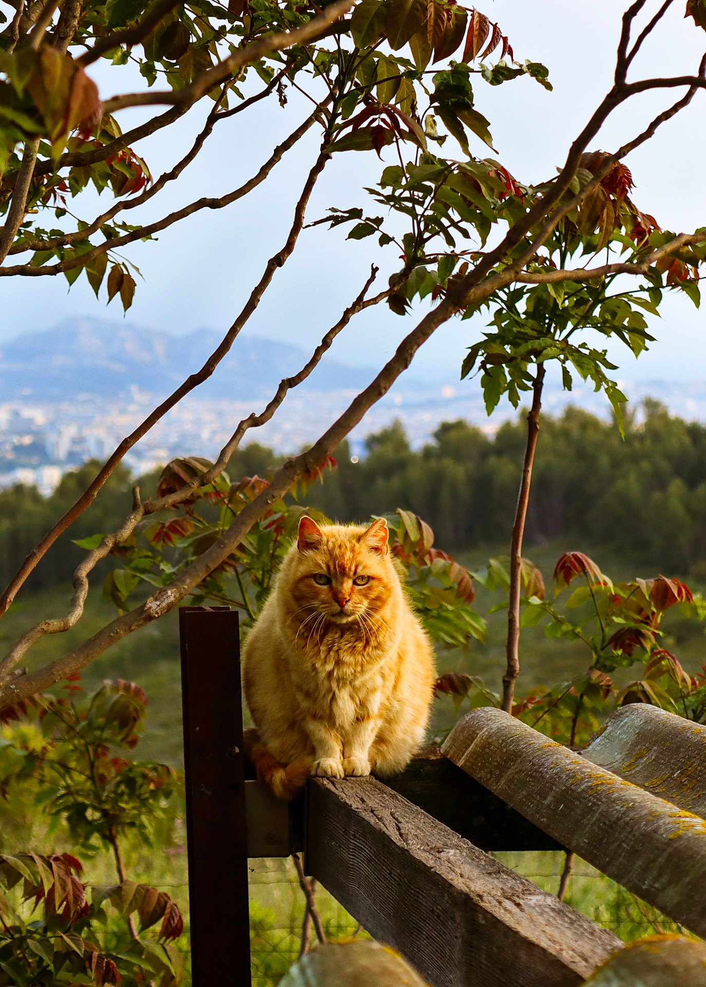 Mistigri participe au concours pour gagner de l'argent avec cette photo : cat, orange_cat, animal, outdoor, nature, tree_branches, wood, fence, leaf, greenery, mountain, sky, wildlife, portrait, sitting, fur, cute, pet, calm, sunset_light