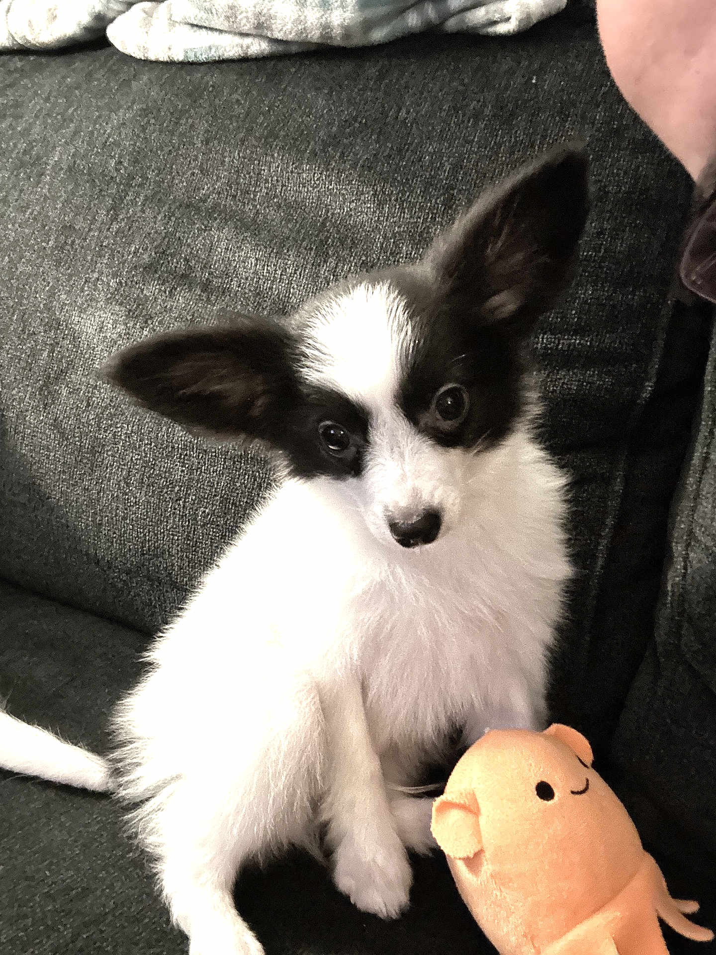 Beau