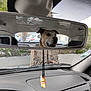 brown_dog, calm, car_interior, car_seat, dashboard, daylight, dog, hanging_decoration, outdoor, parking_lot, pet, rearview_mirror, reflection, seat, transportation, tree, urban, vehicle, window, windshield