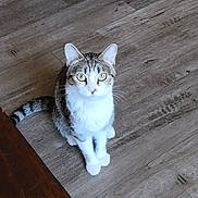 Luna joined the competition — help win amazing prizes! cat, tabby_cat, indoor, wooden_floor, pet, animal, curious, looking_up, sitting, whiskers, tail, ears, domestic_cat, feline, cute, household, fur, alert, eyes, mammal