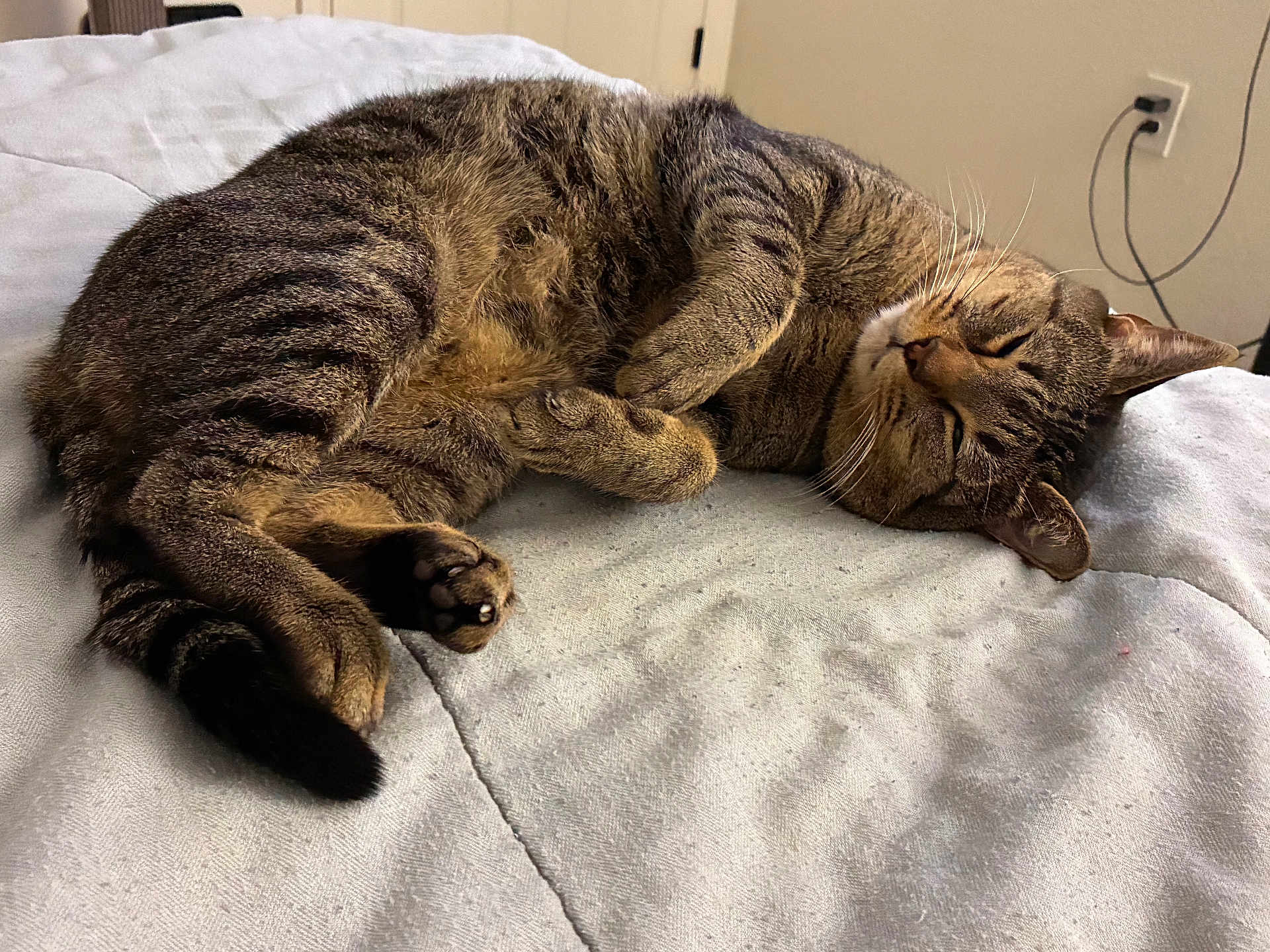 Ziggy joined the competition — help win amazing prizes! cat, tabby, sleeping, resting, pet, animal, indoor, blanket, fur, whiskers, paw, cozy, cute, relaxation, domestic, bedroom, tail, ears, nap, feline