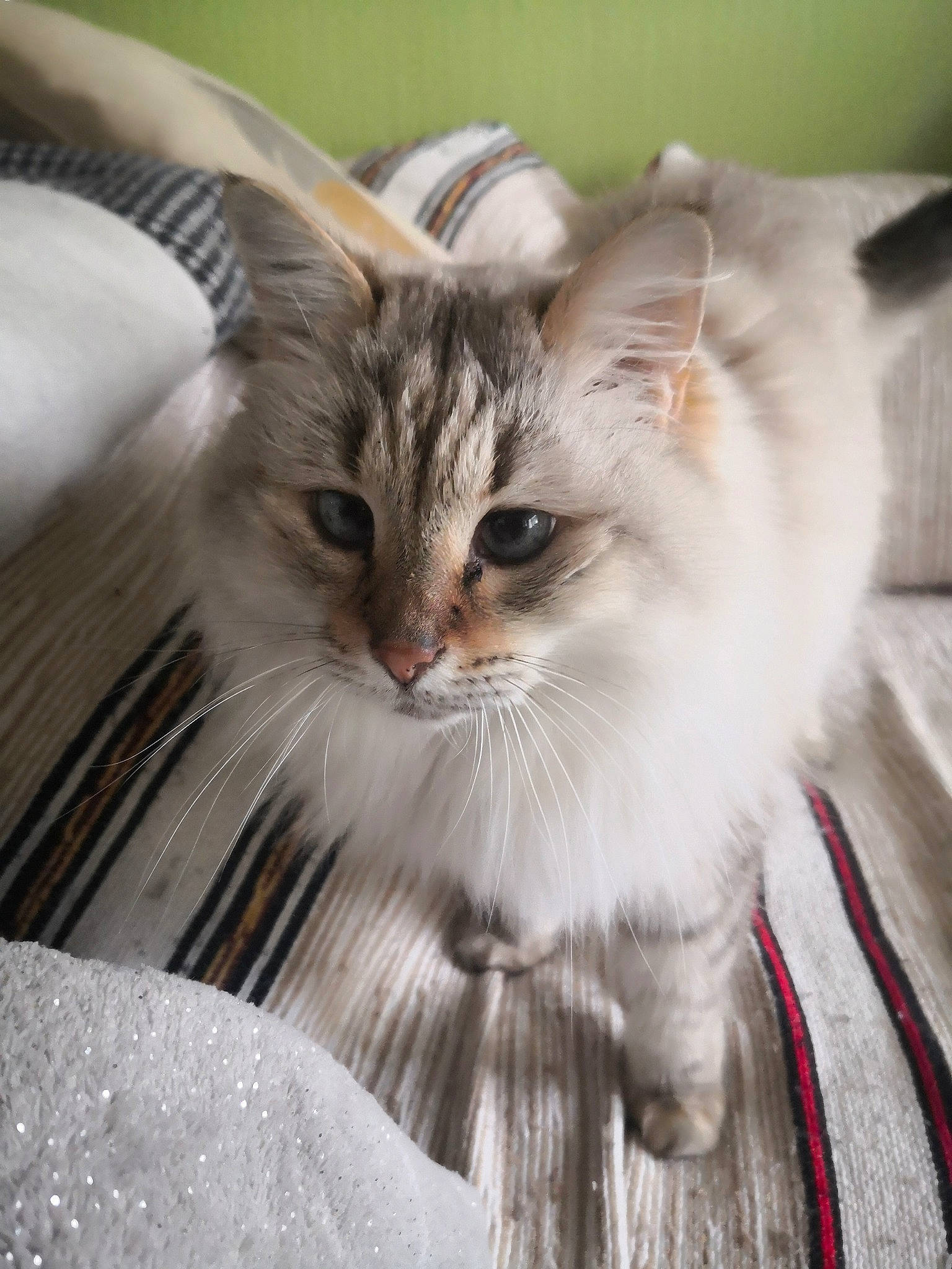 Petra participe au concours pour gagner de l'argent avec cette photo : british_longhair, carnivore, cat, claw, domestic_short_haired_cat, eye, fawn, felidae, fur, head, maine_coon, norwegian_forest_cat, paw, plant, small_to_medium_sized_cats, snout, whiskers