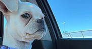 Penny joined the competition — help win amazing prizes! animal, blue_sky, calm, canine, car_interior, car_window, collar, daytime, dog, domestic_animal, indoor, looking_out, pet, portrait, seated, side_view, small_dog, still_life, white_dog, window