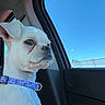 Penny joined the competition — help win amazing prizes! dog, white_dog, small_dog, pet, car_interior, car_window, blue_sky, collar, seated, side_view, animal, canine, domestic_animal, window, daytime, looking_out, portrait, indoor, calm, still_life