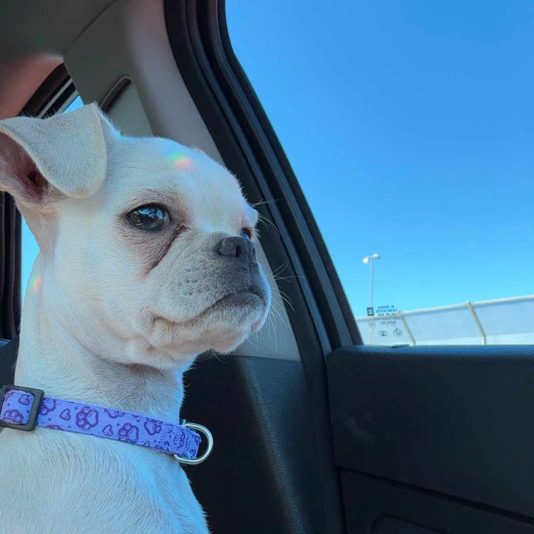 Penny joined the competition — help win amazing prizes! dog, white_dog, small_dog, pet, car_interior, car_window, blue_sky, collar, seated, side_view, animal, canine, domestic_animal, window, daytime, looking_out, portrait, indoor, calm, still_life
