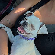 Penny joined the competition — help win amazing prizes! dog, white_dog, pet, smiling, happy, person, arm, tattoo, bracelet, car_interior, seatbelt, sunlight, shadow, collar, closeup, comfort, joy, companionship, casual_clothing, black_top
