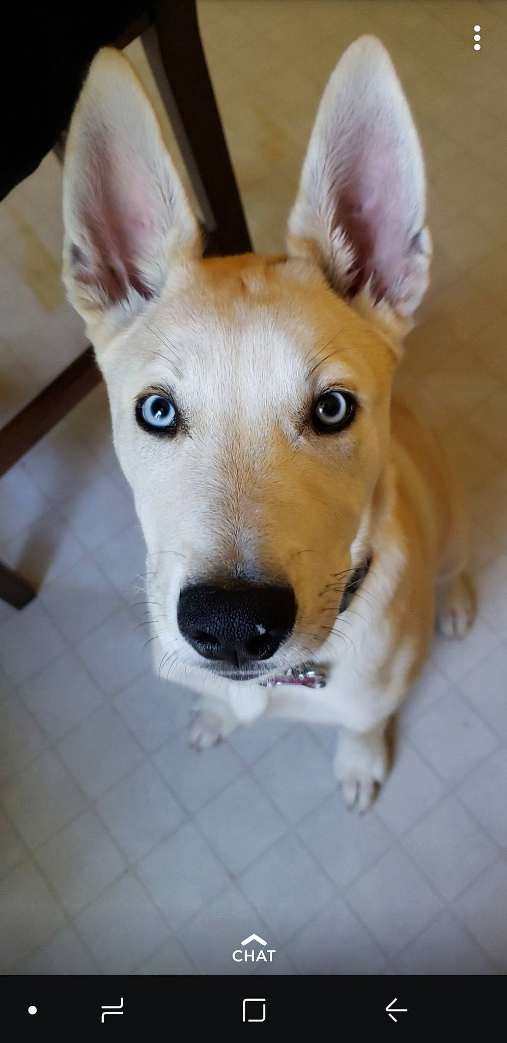 Luna is registered to the contest to win money with this photo: aspin, canidae, carnivore, carolina_dog, companion_dog, dog, dog_breed, ear, eye, fawn, mammal, nose, pariah_dog, potcake_dog, puppy, rare_breed_dog, snout, street_dog, vertebrate, whiskers