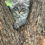 Rolly is registered to the contest to win money with this photo: animal, bark, cat, claws, curious, cute, eyes, fur, gray, kitten, mammal, nature, outdoor, pet, small, tree, whiskers, wildlife, wood, young