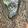 animal, bark, cat, claws, curious, cute, eyes, fur, gray, kitten, mammal, nature, outdoor, pet, small, tree, whiskers, wildlife, wood, young