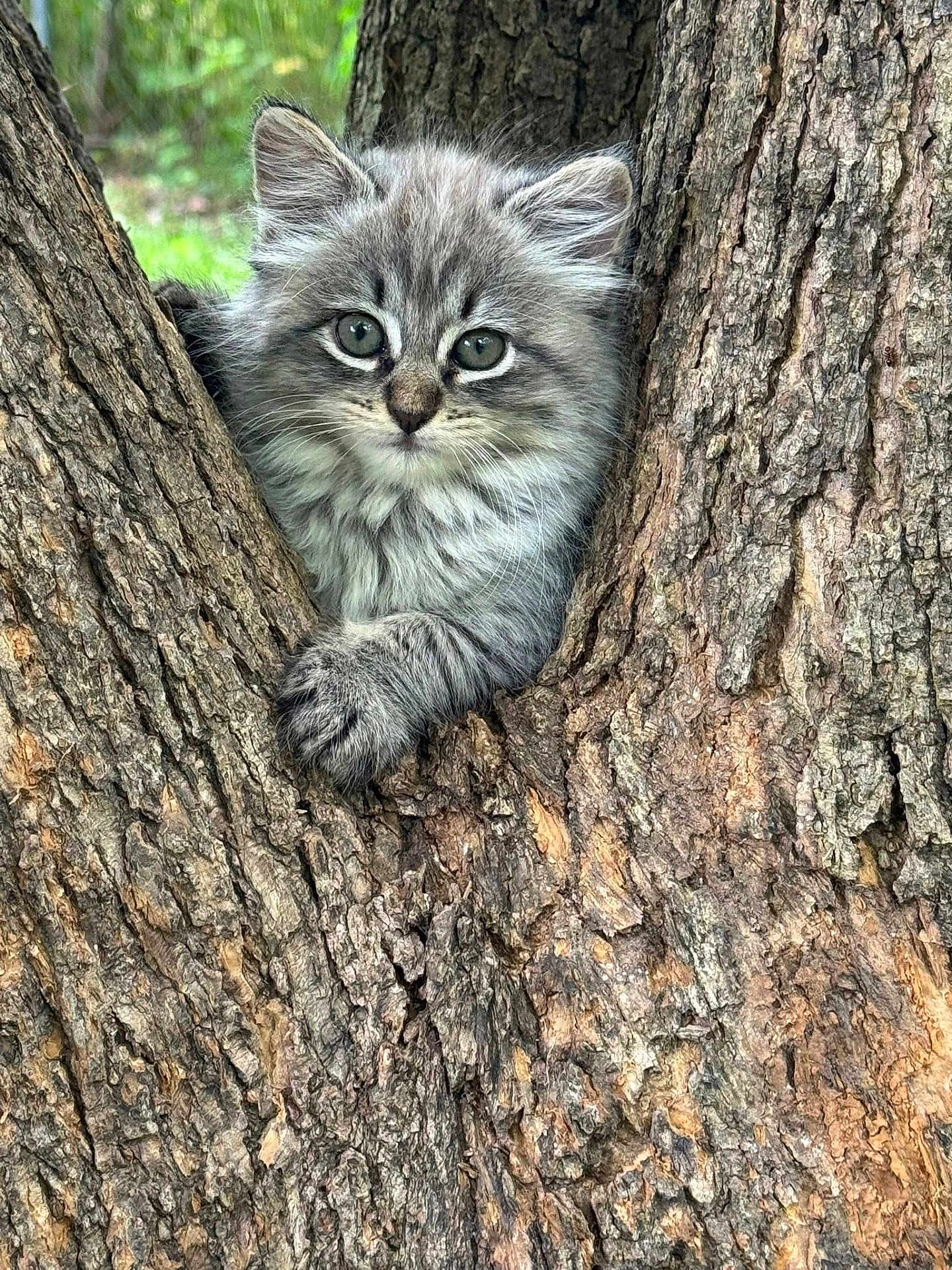 Rolly is registered to the contest to win money with this photo: animal, bark, cat, claws, curious, cute, eyes, fur, gray, kitten, mammal, nature, outdoor, pet, small, tree, whiskers, wildlife, wood, young