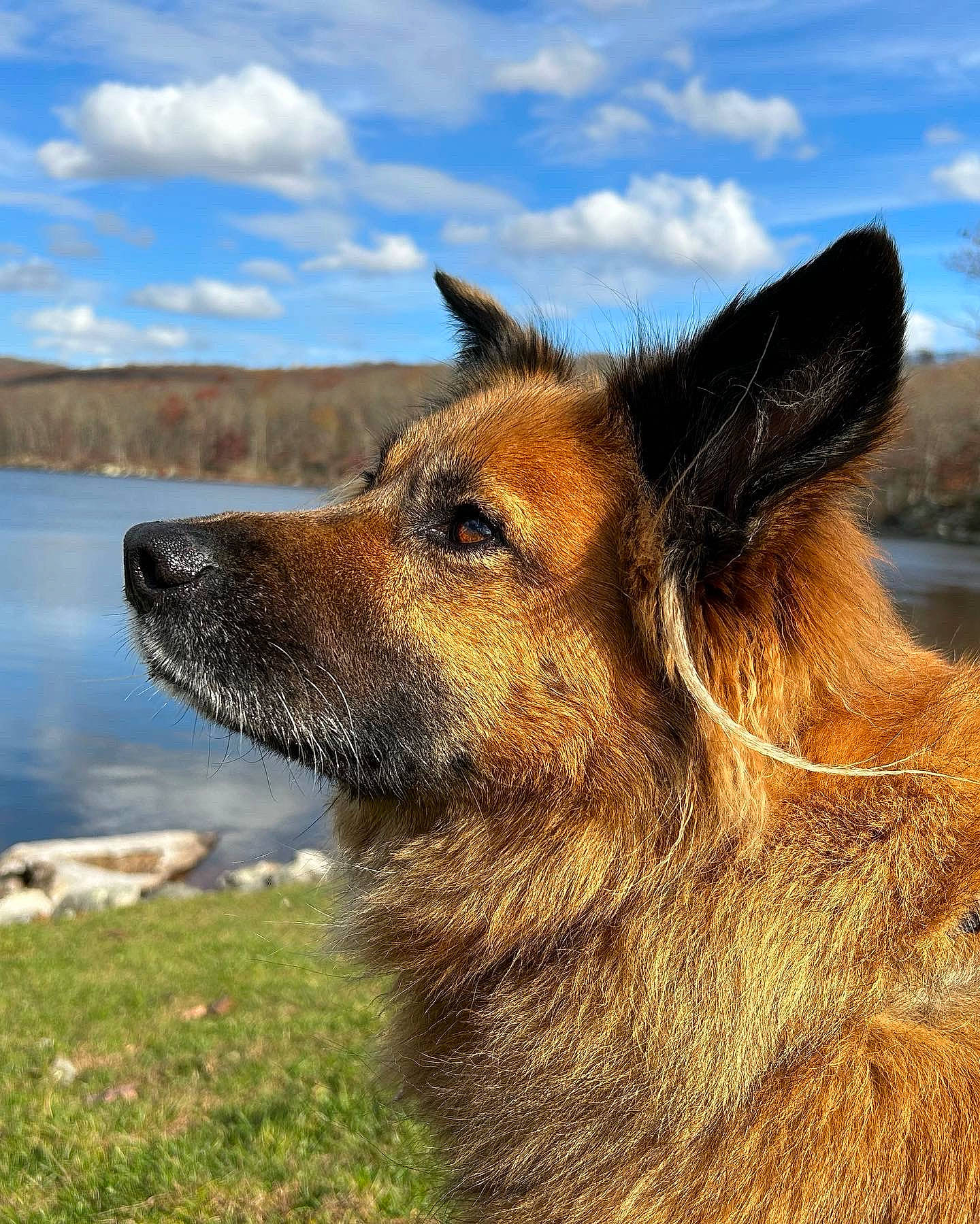 Autumn joined the competition — help win amazing prizes! canidae, carnivore, cloud, collie, companion_dog, dog, dog_breed, fawn, german_shepherd_dog, grass, herding_dog, king_shepherd, lake, old_german_shepherd_dog, sky, snout, sporting_group, terrestrial_animal, water, whiskers