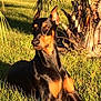doberman, dog, animal, pet, grass, outdoor, sunlight, nature, tree, palm_tree, canine, portrait, mammal, black_and_tan, relaxed, alert, summer, daylight, fur, ears