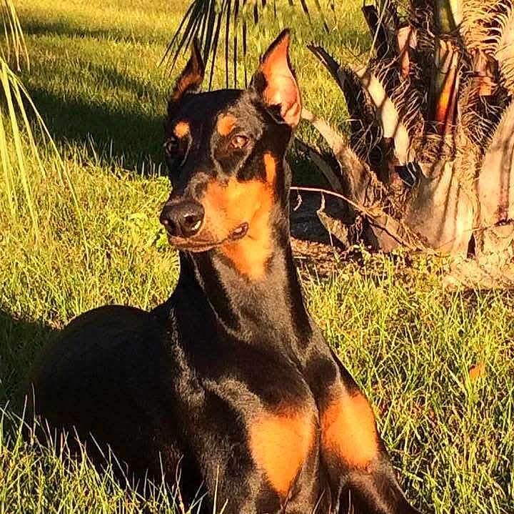 Athena
