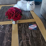 Amber Stucky is registered to the contest to win money with this photo: carpet, cat, coaster, coffee_table, curious, cushioned_chair, decor, domestic_animal, flower_vase, fluffy_cat, furniture, indoor, living_room, marble_table, pet, red_roses, relaxing, sofa, white_cat, wood_table