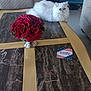 carpet, cat, coaster, coffee_table, curious, cushioned_chair, decor, domestic_animal, flower_vase, fluffy_cat, furniture, indoor, living_room, marble_table, pet, red_roses, relaxing, sofa, white_cat, wood_table