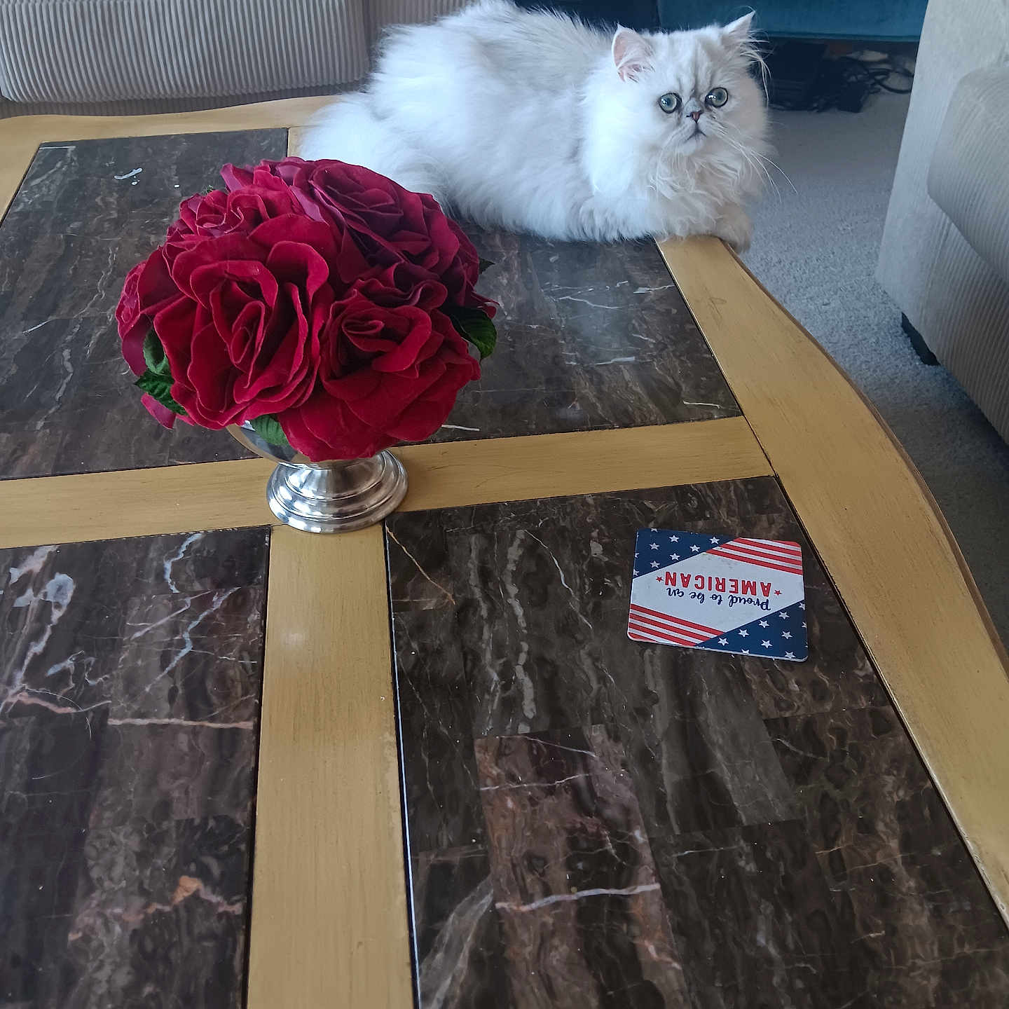 Amber Stucky is registered to the contest to win money with this photo: carpet, cat, coaster, coffee_table, curious, cushioned_chair, decor, domestic_animal, flower_vase, fluffy_cat, furniture, indoor, living_room, marble_table, pet, red_roses, relaxing, sofa, white_cat, wood_table