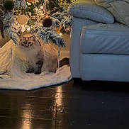 Kilala is registered to the contest to win money with this photo: cat, christmas_tree, christmas_lights, ornaments, couch, pillows, tree_skirt, wood_floor, indoor, holiday, decorations, fluffy_cat, snow_flocked_tree, lighting, festive, cozy, pet, home, relaxing, soft