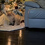 cat, christmas_tree, christmas_lights, ornaments, couch, pillows, tree_skirt, wood_floor, indoor, holiday, decorations, fluffy_cat, snow_flocked_tree, lighting, festive, cozy, pet, home, relaxing, soft