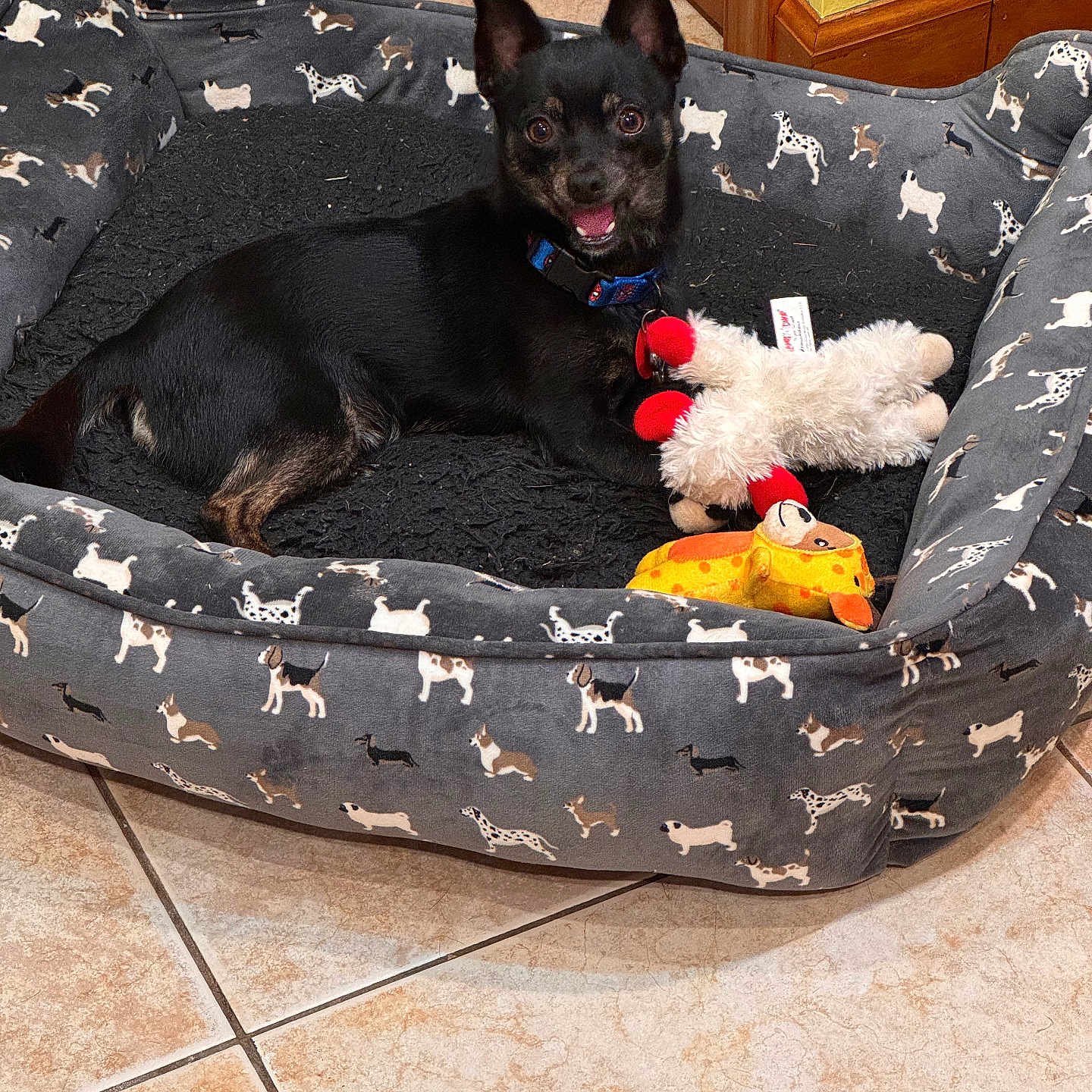 Teddy is registered to the contest to win money with this photo: animal, ball, canine, cat, chihuahua, dog, dogbed, pet, puppy, sport, tennis, tennisball, terrier