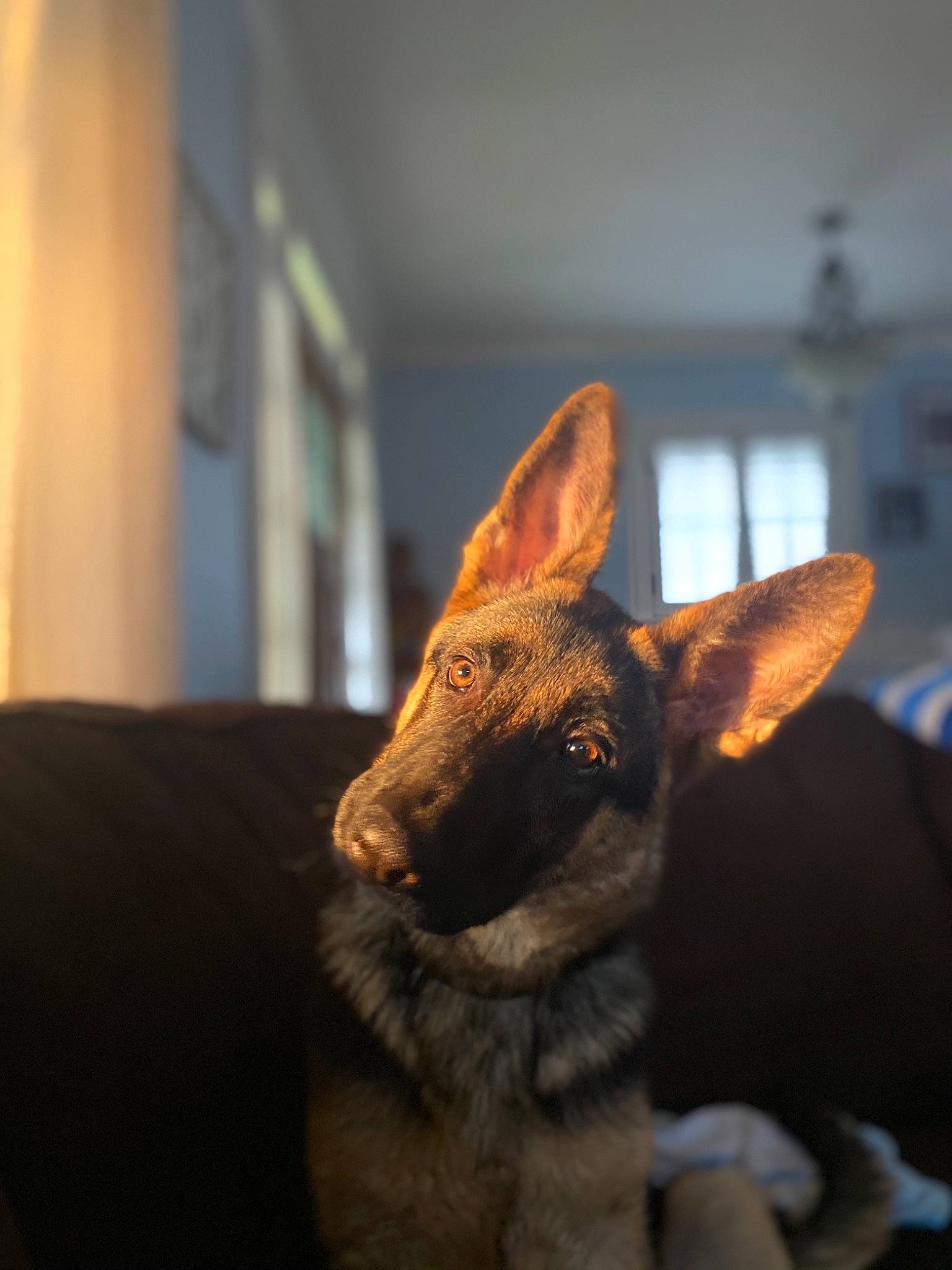 Riley is registered to the contest to win money with this photo: canidae, carnivore, dog_breed, fawn, felidae, fur, small_to_medium_sized_cats, snout, tail, terrestrial_animal, whiskers, wildlife, window, wood, working_animal