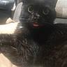 black_cat, cat, pet, animal, tongue_out, indoor, feline, fur, whiskers, ears, eyes, couch, living_room, wallpaper, cozy, relaxed, close_up, cute, domestic_cat, resting