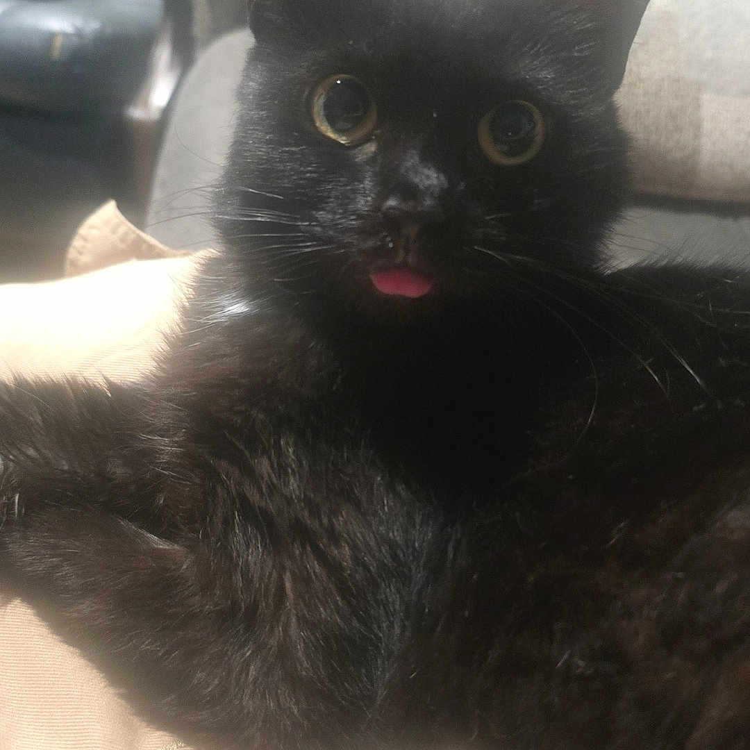 Kat joined the competition — help win amazing prizes! black_cat, cat, pet, animal, tongue_out, indoor, feline, fur, whiskers, ears, eyes, couch, living_room, wallpaper, cozy, relaxed, close_up, cute, domestic_cat, resting