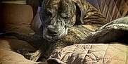 Bella is registered to the contest to win money with this photo: dog, brindle, sleeping, couch, quilted, blanket, sunlight, cozy, indoors, pet, canine, relaxing, resting, fur, animal, comfort, home, quiet, peaceful, golden_sparkles