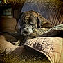 dog, brindle, sleeping, couch, quilted, blanket, sunlight, cozy, indoors, pet, canine, relaxing, resting, fur, animal, comfort, home, quiet, peaceful, golden_sparkles