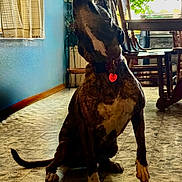 Bella is registered to the contest to win money with this photo: brindle, canine, chair, collar, curtain, dog, domestic, floor, furniture, heart, home, indoor, looking_up, pet, plant, sitting, table, tag, tile_floor, window