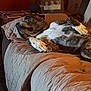 dog, brindle, couch, quilt, indoor, relaxed, pet, furniture, blanket, comfort, resting, animal, house, living_room, paw, fur, side_view, cozy, domestic, portrait
