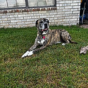 Bella joined the competition — help win amazing prizes! animal, brick_wall, brindle, canine, collar, dog, fur, grass, happy, lawn, muzzle, nature, outdoor, paw, pet, relaxed, resting, sunlight, tongue, window