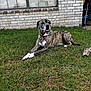 animal, brick_wall, brindle, canine, collar, dog, fur, grass, happy, lawn, muzzle, nature, outdoor, paw, pet, relaxed, resting, sunlight, tongue, window